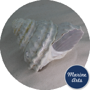8834 - Pearl Undosa - Sea Washed